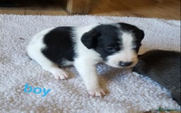 Jackapoo dogs for sale: Jackapoo puppies - Image 18
