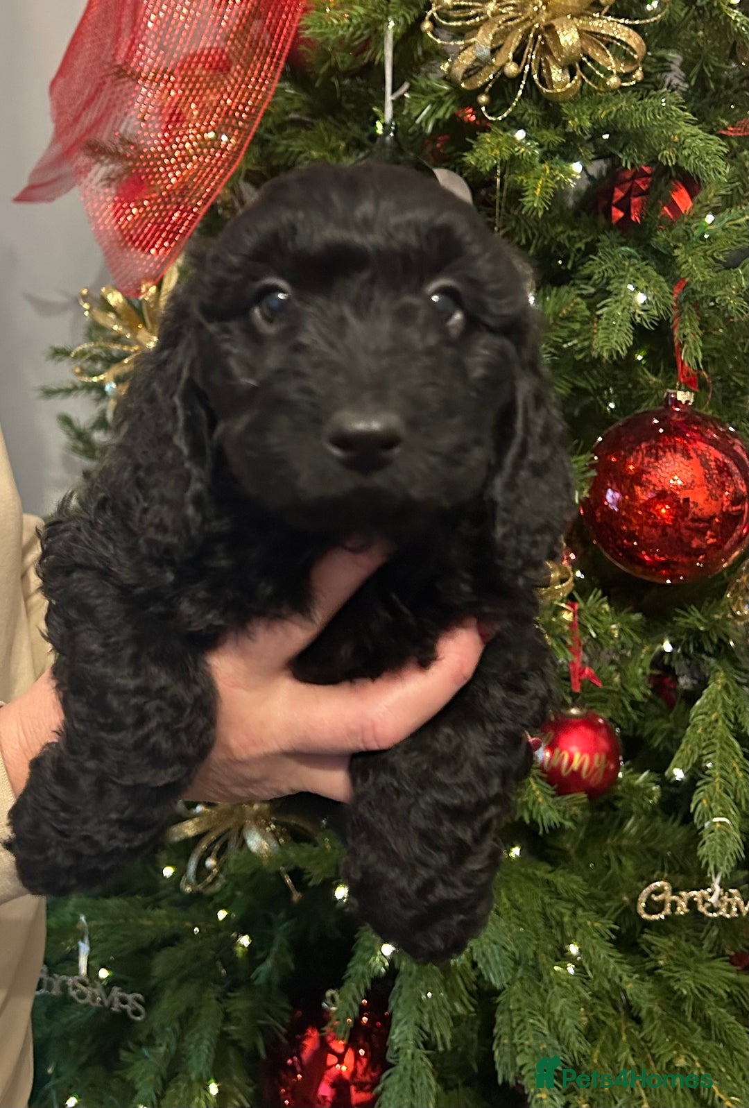 Cockapoo dogs for sale: 🐕‍🦺🐶ADORABLE COCKAPOO 🐶 🐕‍🦺 - Advert 26