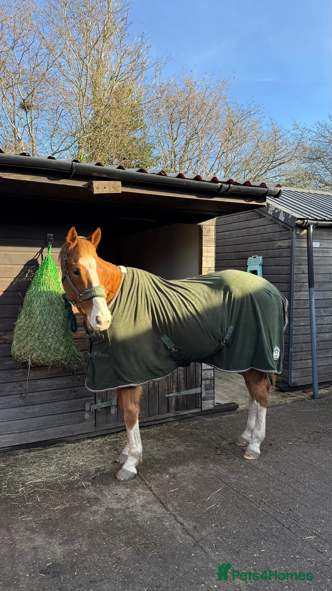 English Thoroughbred horses for sale: 15.3 tb gelding   - Advert 3