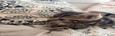 Tabby white collar