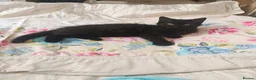 Mixed Breed cats for sale: Three lovely female kittens  - Advert 2