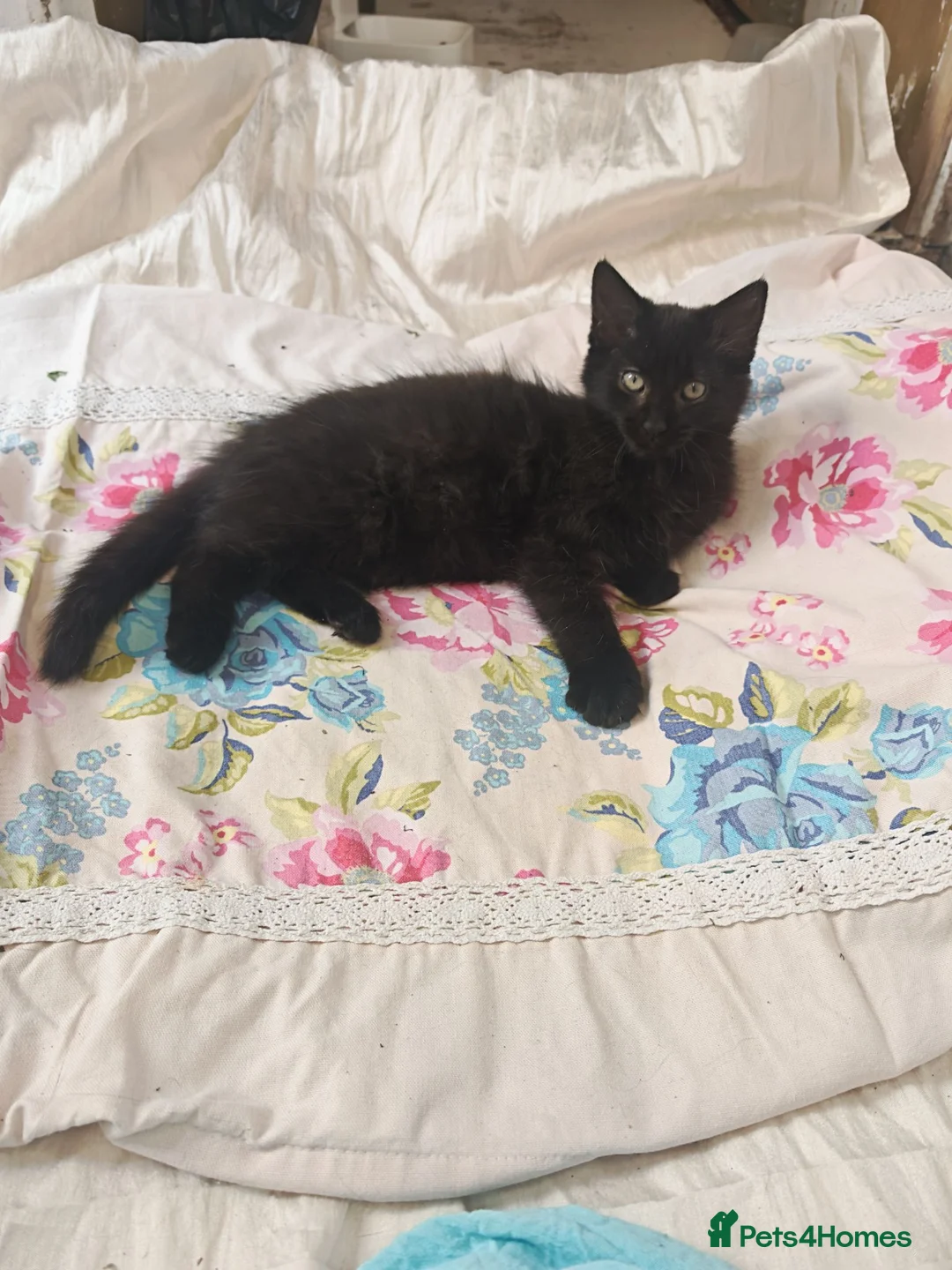 Mixed Breed cats for sale: Three lovely female kittens  - Advert 2