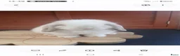 Mini Lop rabbits for sale: Stunning purebred mini lop babies - Advert 18