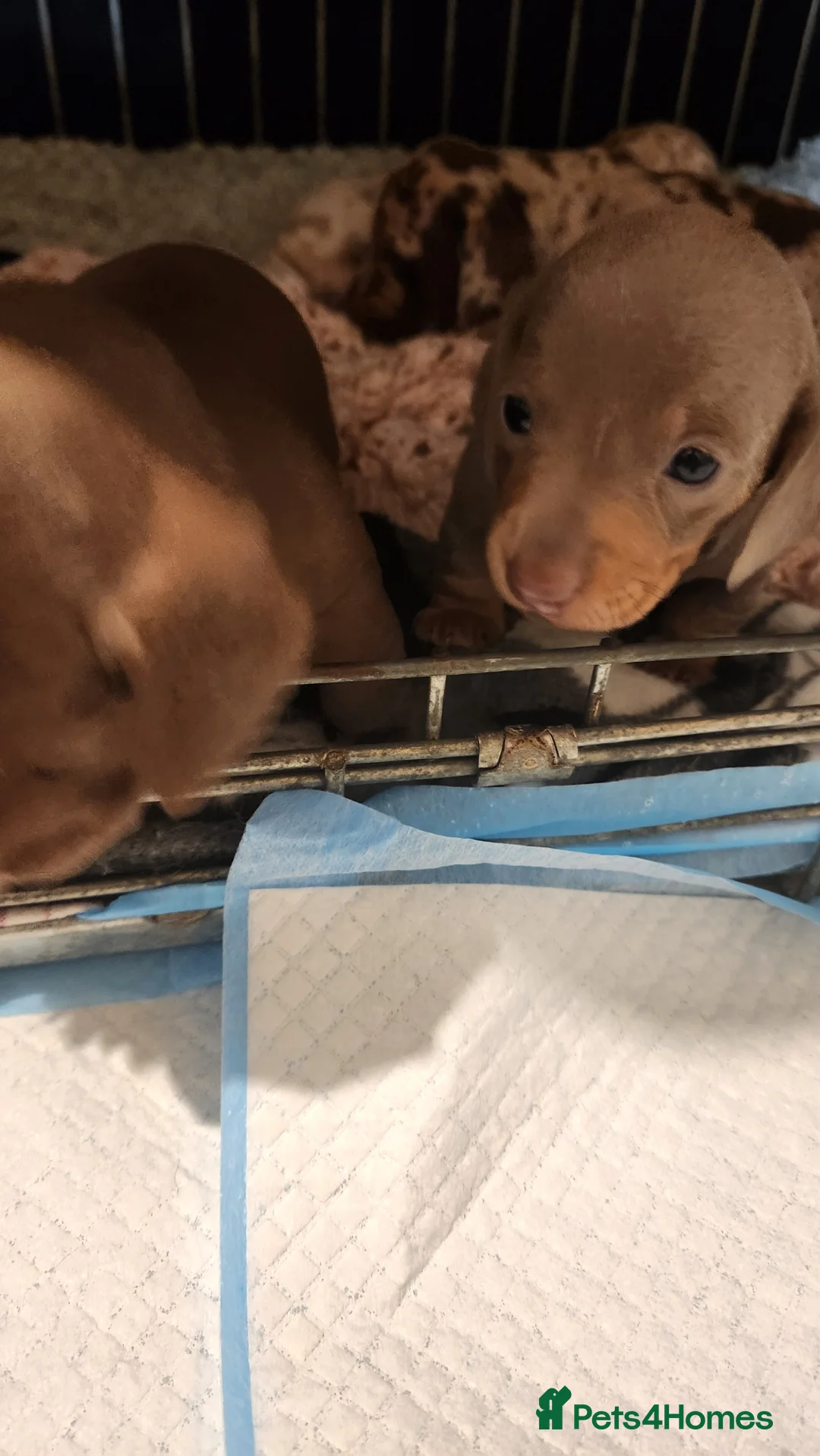 Miniature Dachshund dogs for sale: Miniature dachshund pups  - Advert 2