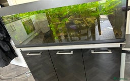 Piranhas fish for sale: 🔥 4FT FISH TANK  3 RED BELLY PIRANHAS  FULL SETUP - Image 3