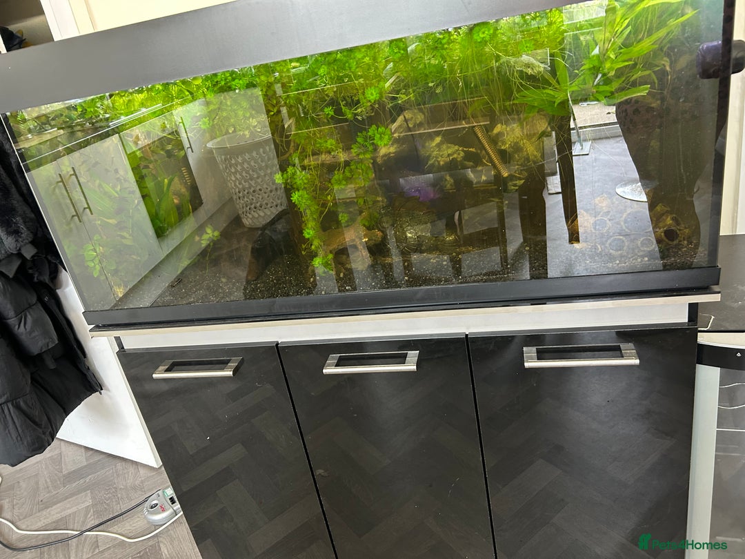 Piranhas fish for sale: 🔥 4FT FISH TANK  3 RED BELLY PIRANHAS  FULL SETUP - Image 3