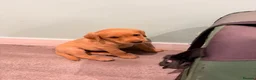 Labrador Retriever dogs for sale: Quality Labrador puppies  - Advert 3