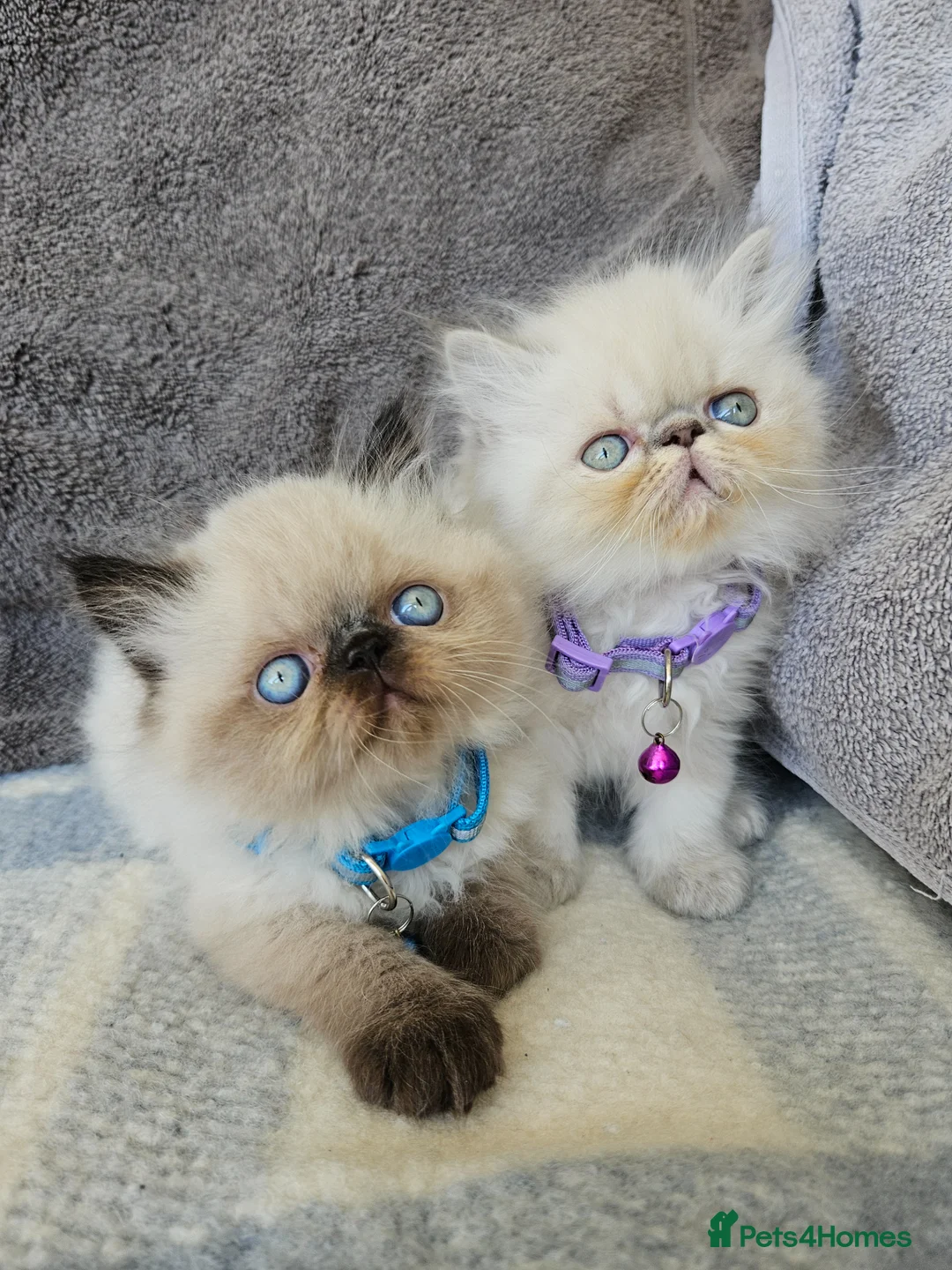 Persian cats for sale: Stunning Pedigree Persian Kittens  - Advert 1