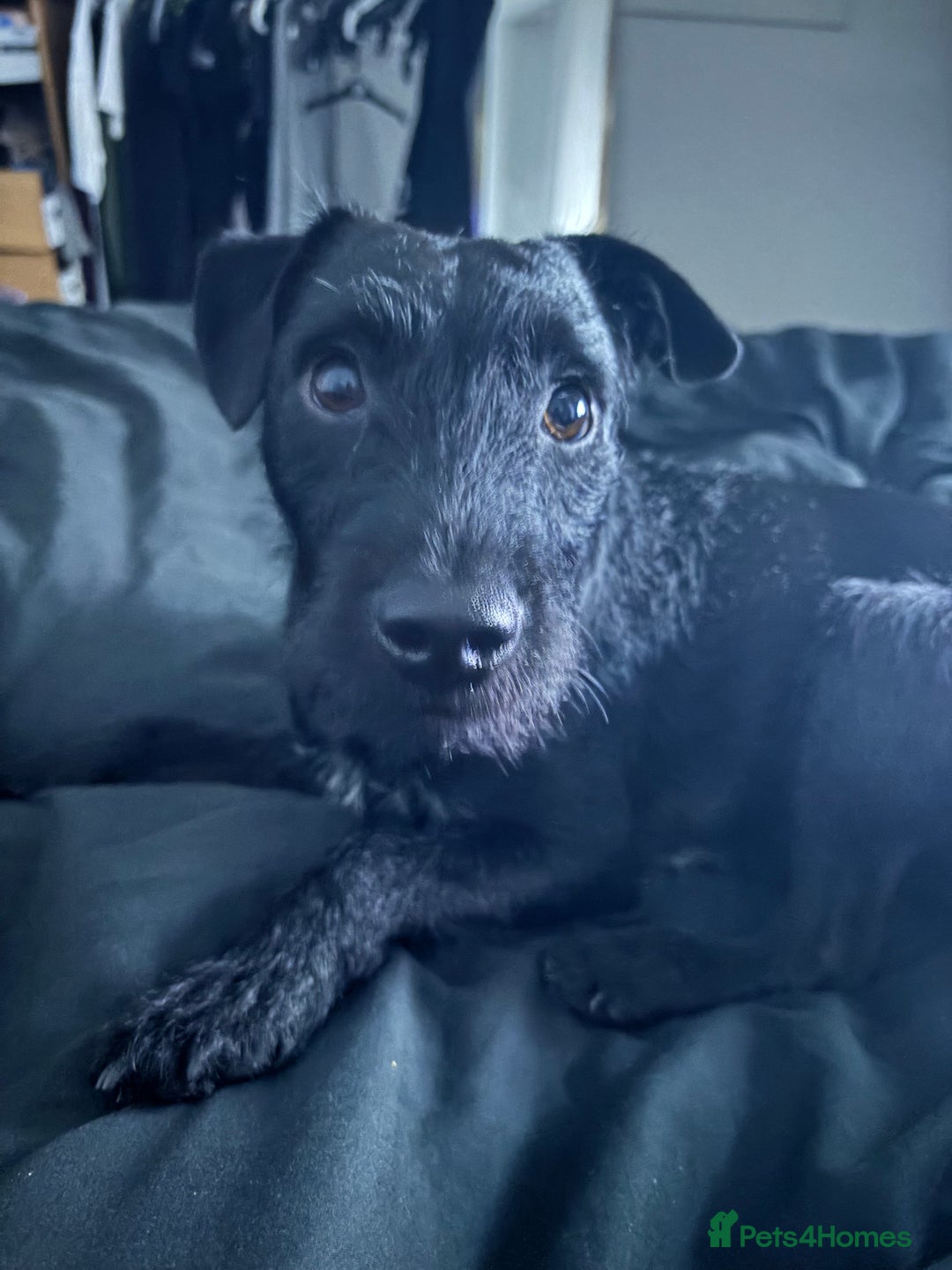 Patterdale Terrier dogs for sale: 1 year old male patterdale - Image 5