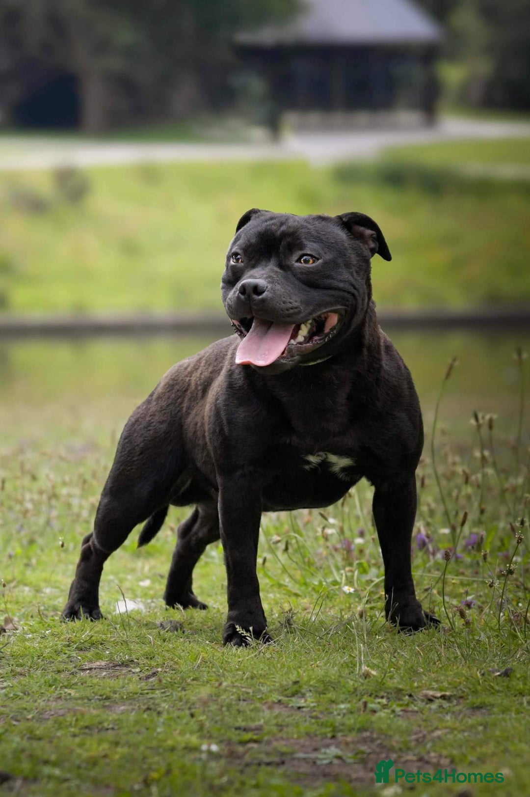 Staffordshire Bull Terrier dogs for sale: Stunning last available puppy Staffordshire - Image 5