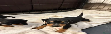 Miniature Pinscher 2