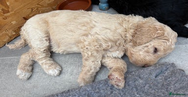 Goldendoodle dogs - Advert 16