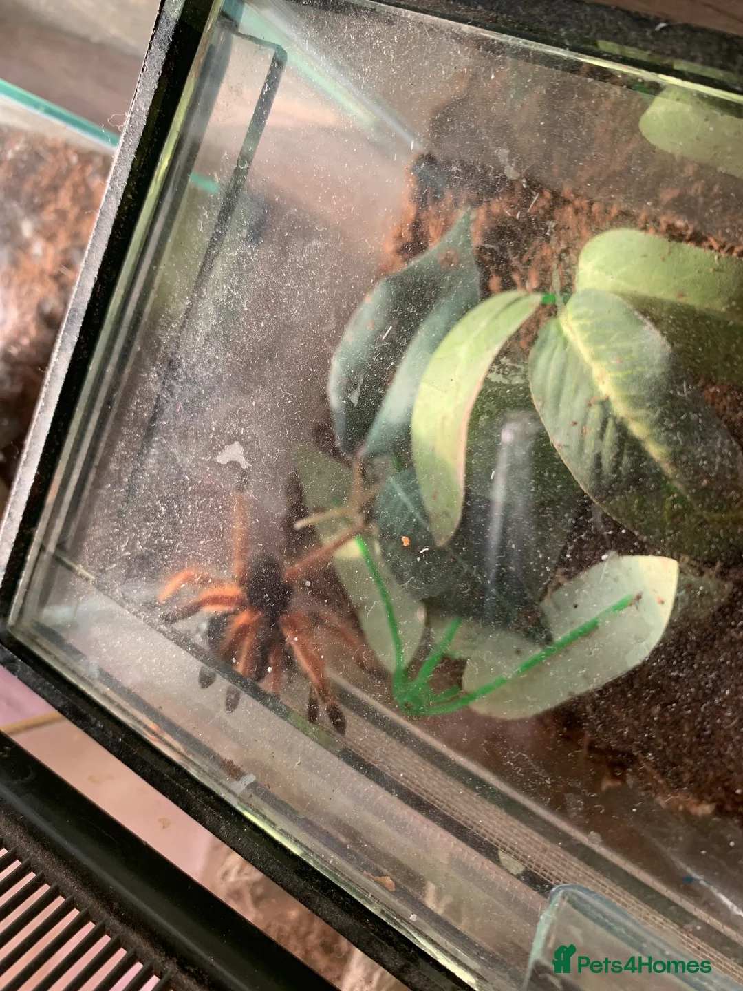Tarantulas invertebrates for sale: Tarantulas for sale with set ups - Advert 5