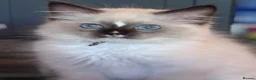 Ragdoll cats for sale: Ragkins ragdolls  and cherubims Kittens   - Advert 17