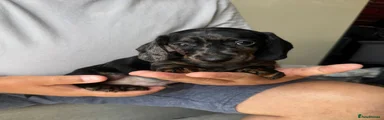 Dachshund 2