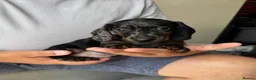 Dachshund dogs for sale: Miniature dachshund puppies  - Advert 4