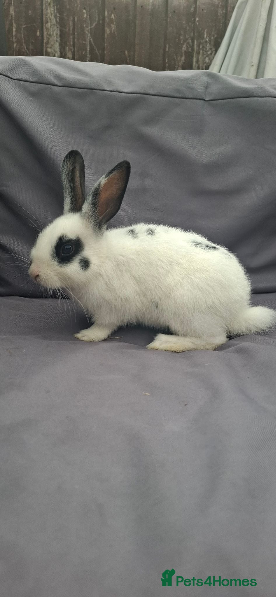 Mixed Breed rabbits 3x 12 week old rabbits 1 female, 2 male - Advert 2