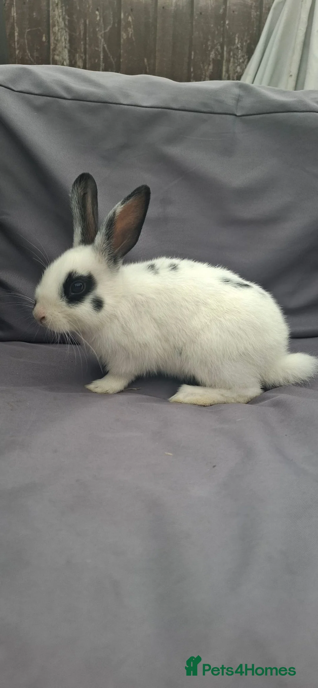 Mixed Breed rabbits for sale: 3x 12 week old rabbits 1 female, 2 male - Advert 1