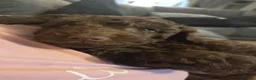 Cockapoo dogs for sale: Chocolate Cockapoo puppies- READY NOW - Advert 11