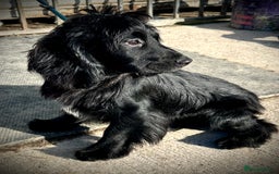 Cocker Spaniel dogs for stud: Excellent Cocker Spaniel proven stud - Image 5