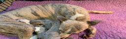 Whippet dogs for sale: Beautiful Pedigree Whippet Puppies - Advert 20