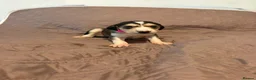 Saluki dogs for sale: Beautiful Saluki pups from champion lines - Advert 6