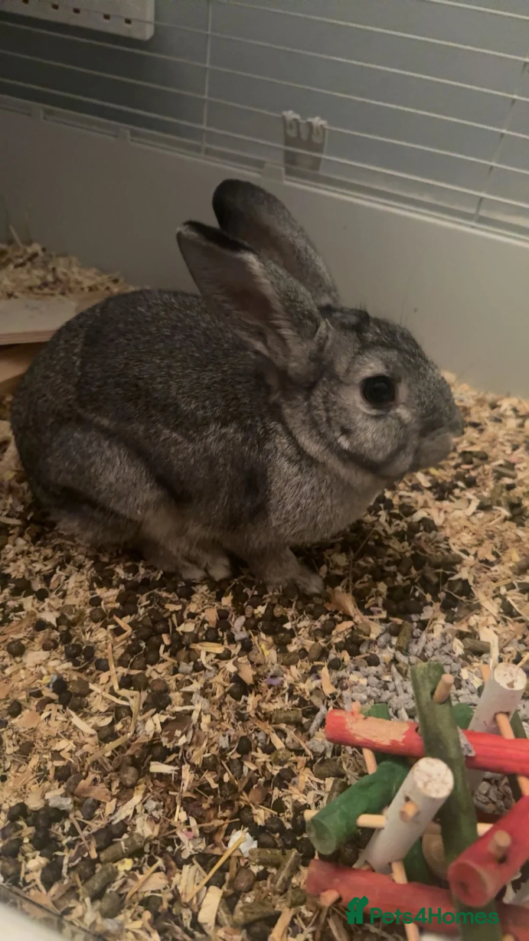Mixed Breed rabbits for sale: Rabbits in Bonnyrigg - Advert 1