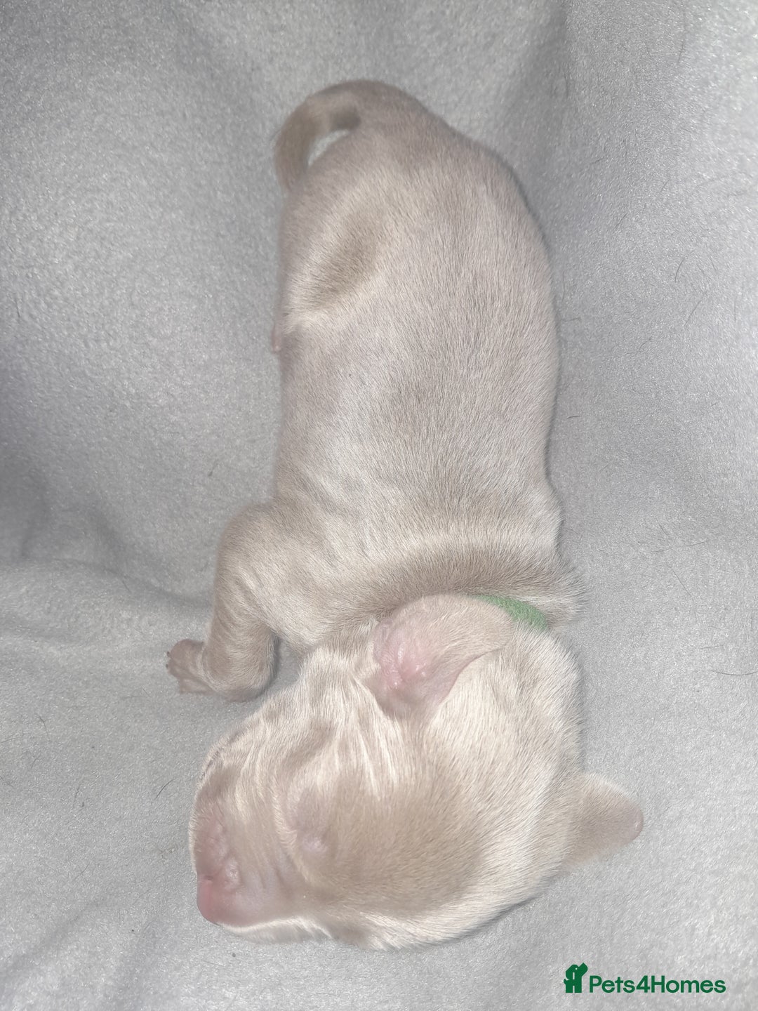 Weimaraner dogs for sale: Weimaraner gunalt champion bloodline KCregistered  - Advert 7