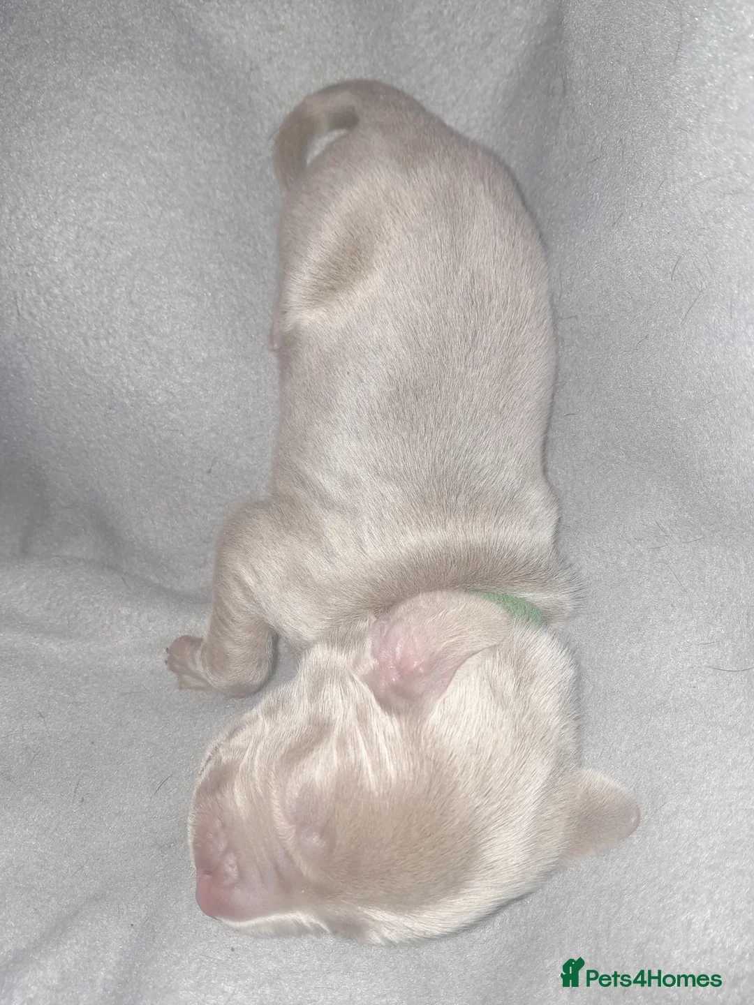 Weimaraner dogs for sale: Weimaraner gunalt champion bloodline KCregistered  - Advert 7