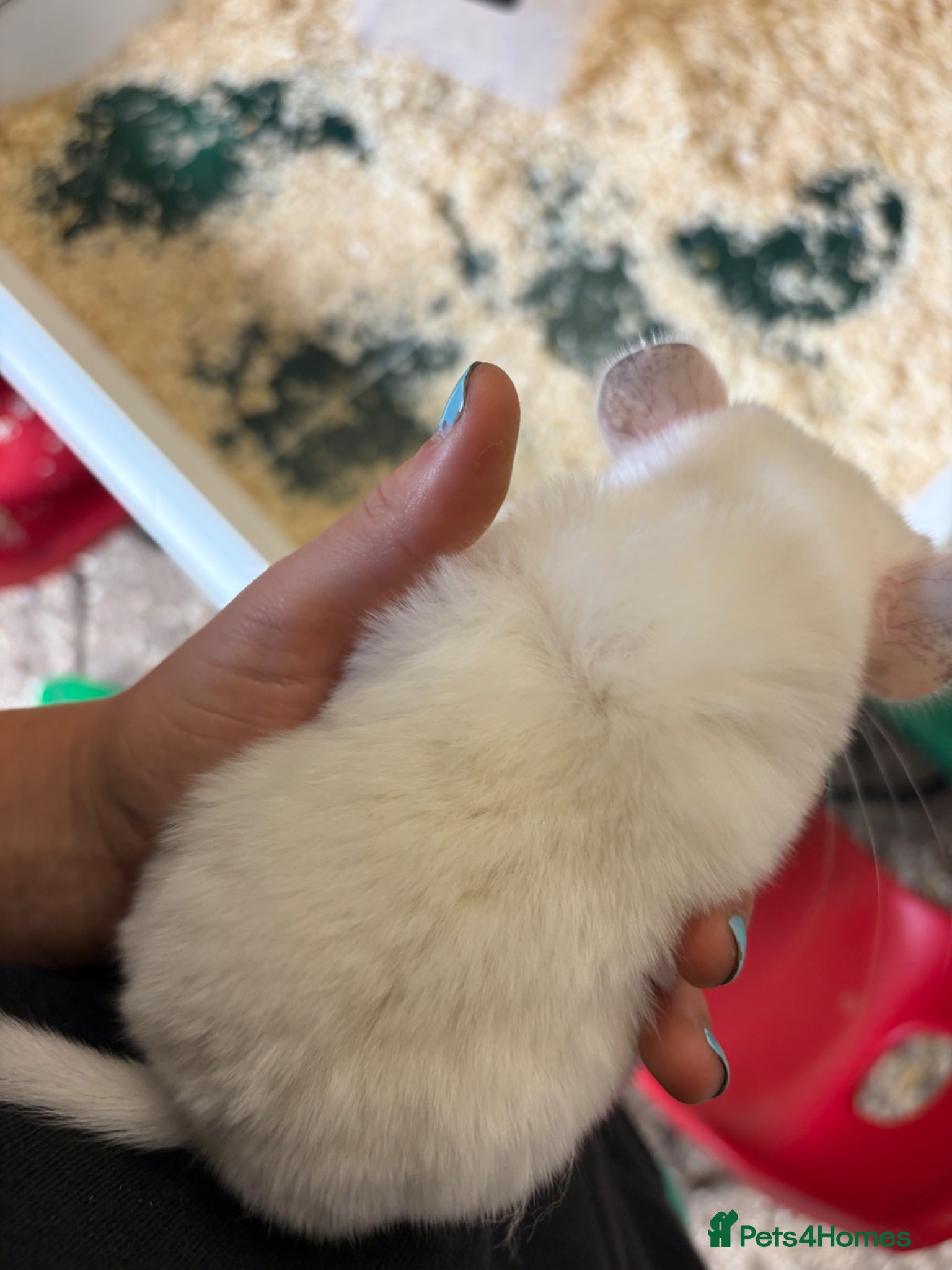 Chinchilla rodents for sale: 3 Gorgeous Tame Baby Chinchillas in Sandy - Advert 10