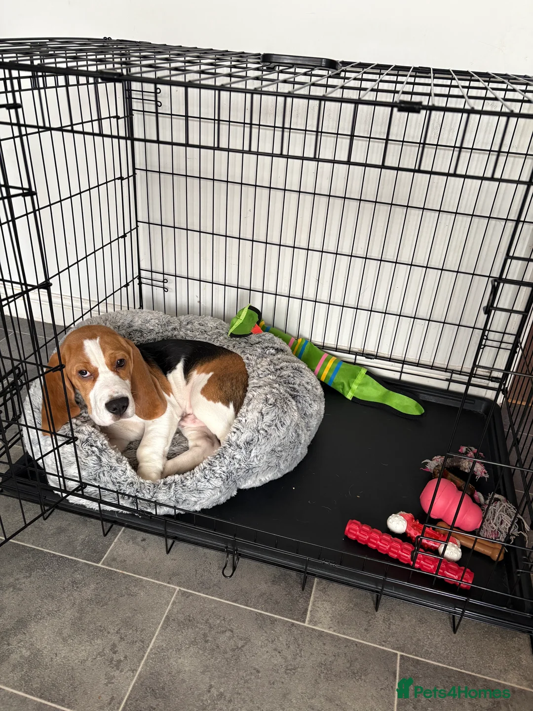 Beagle dogs for sale: Beagle for sale  in Skelmersdale - Advert 1
