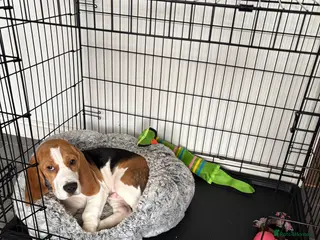 Beagle dogs Beagle for sale in Skelmersdale - Advert 2