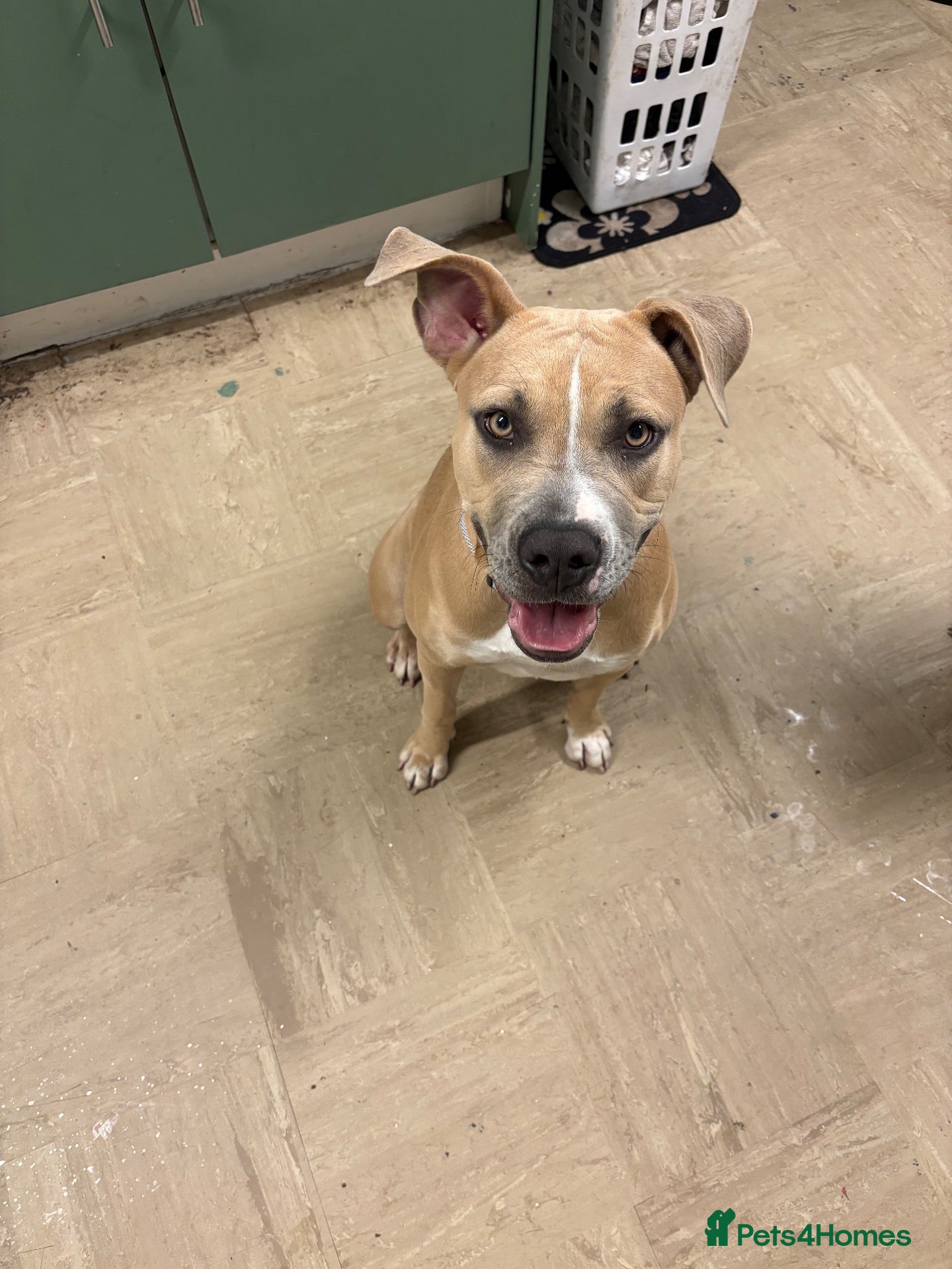 Mixed Breed dogs for sale: 10 month old staffy for sale - Advert 12