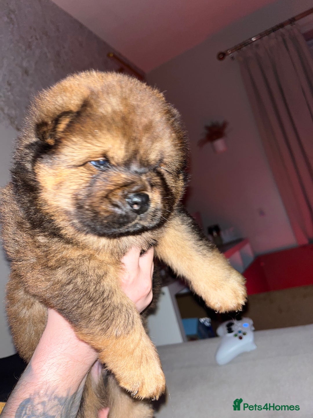 Chow Chow dogs for sale: Chow chow pups - Advert 5