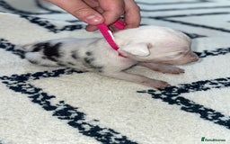Whippet dogs for sale: Collie X whippet X whippet  - Image 5