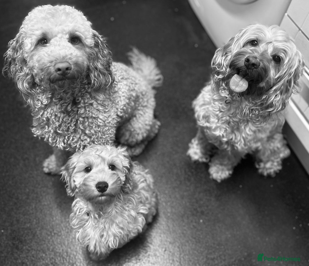 Cockapoo dogs for sale: F2b Cockapoos  in Ebbw Vale - Image 11