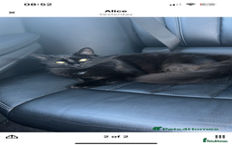 Maine Coon cats for sale: 2 boys for sale  - Image 14