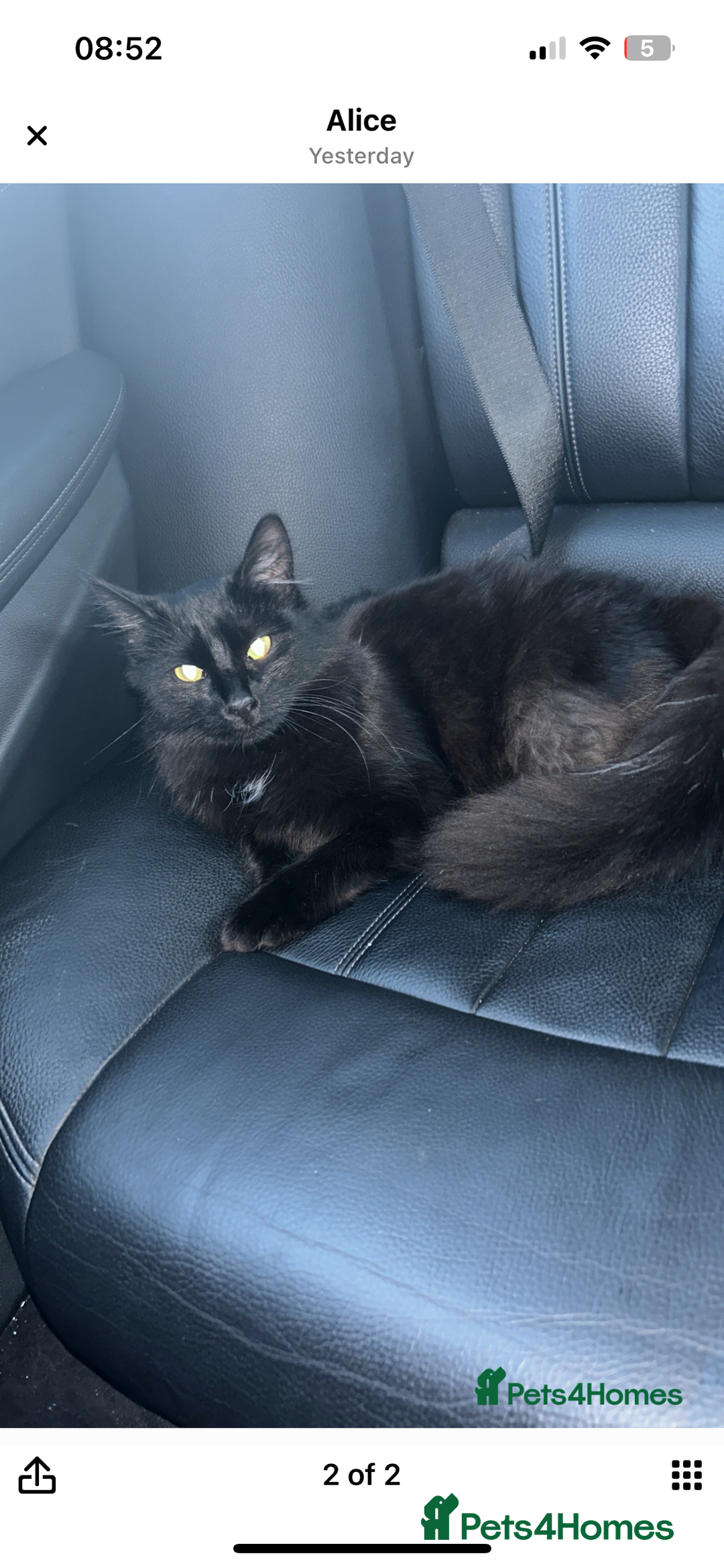 Maine Coon cats for sale: 2 boys for sale  - Image 14