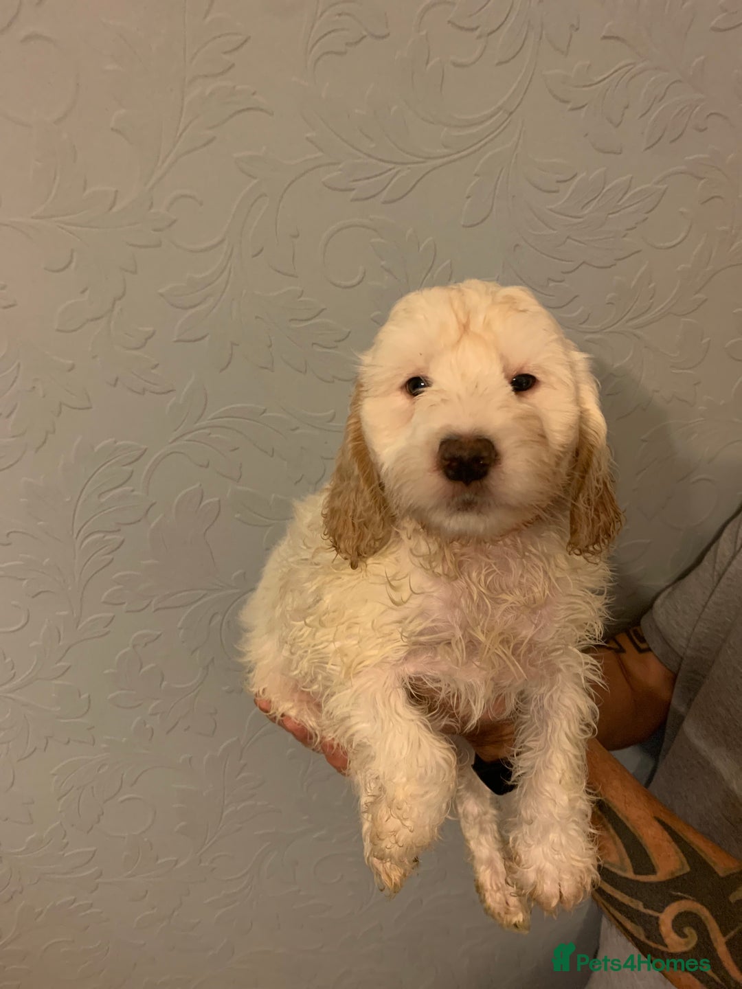 Cockapoo dogs for sale: FABULOUS LITTER OF COCKAPOO PUPPY’S - Advert 7