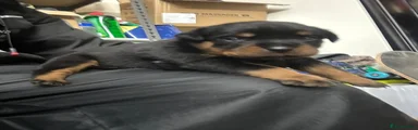 Rottweiler 3