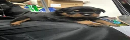Rottweiler dogs for sale: Rottwiler puppies - Advert 17