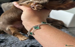 Miniature Dachshund dogs for sale: Chocolate Tan/dapple Miniature Dachsund - Image 18