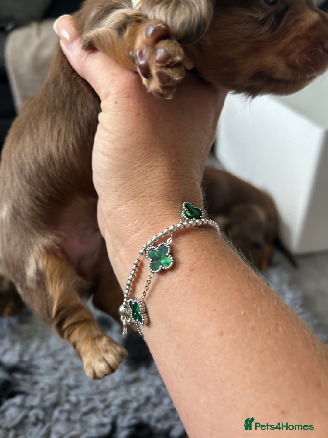 Miniature Dachshund dogs for sale: Chocolate Tan/dapple Miniature Dachsund - Image 18