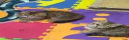 British Shorthair cats for sale: Beautiful  British Shorthair kittens 🐾 - Advert 14