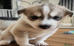 Siberian Husky dogs for sale: BEAUTIFUL SIBERIAN HUSKY PUPPIES  - Image 10