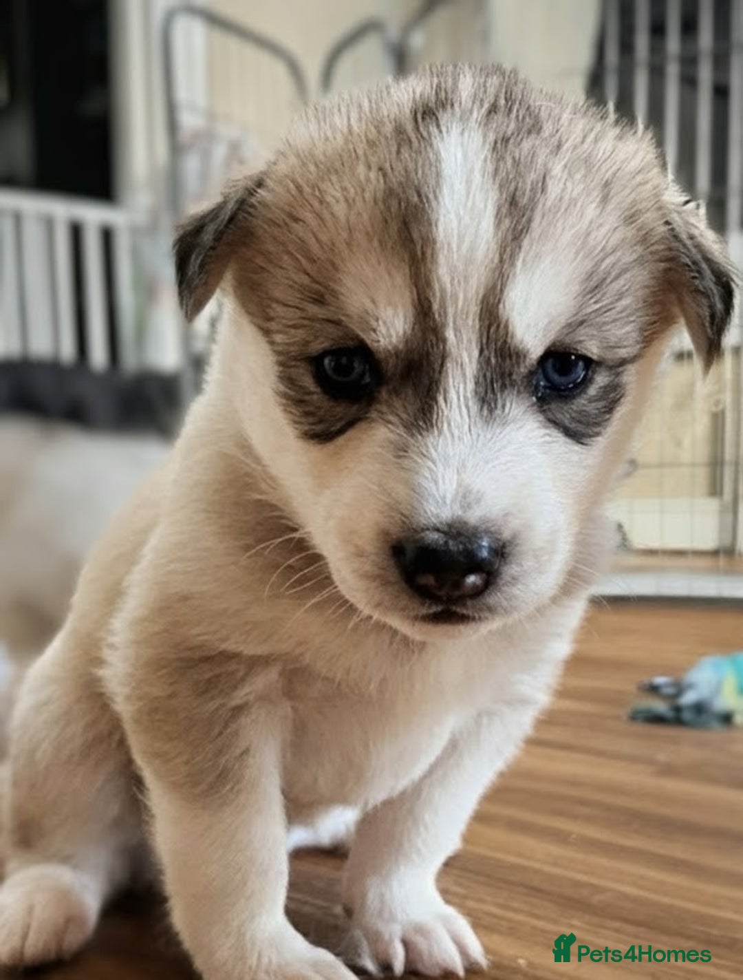 Siberian Husky dogs for sale: BEAUTIFUL SIBERIAN HUSKY PUPPIES  - Image 10