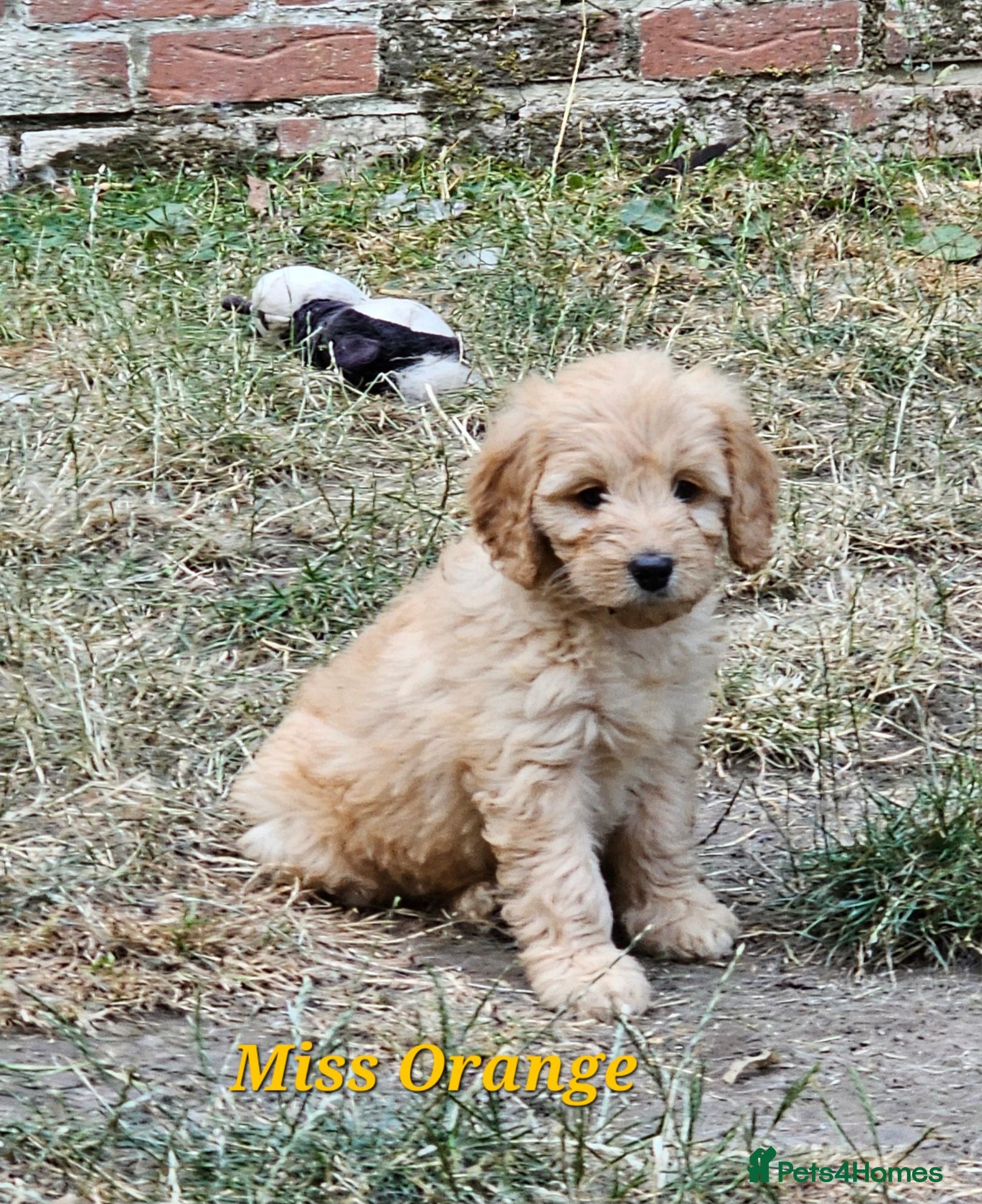 Mini Goldendoodle dogs Goldendoodle F1b  - Advert 2