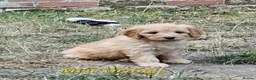 Mini Goldendoodle dogs for sale: Goldendoodle F1b Ready Now - Advert 3