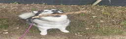 Alaskan Malamute dogs for adoption: Teddy (Alaskan Malamute) in Southampton - Advert 15