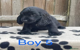 Cocker Spaniel dogs for sale: Cocker spaniel puppies - Image 10